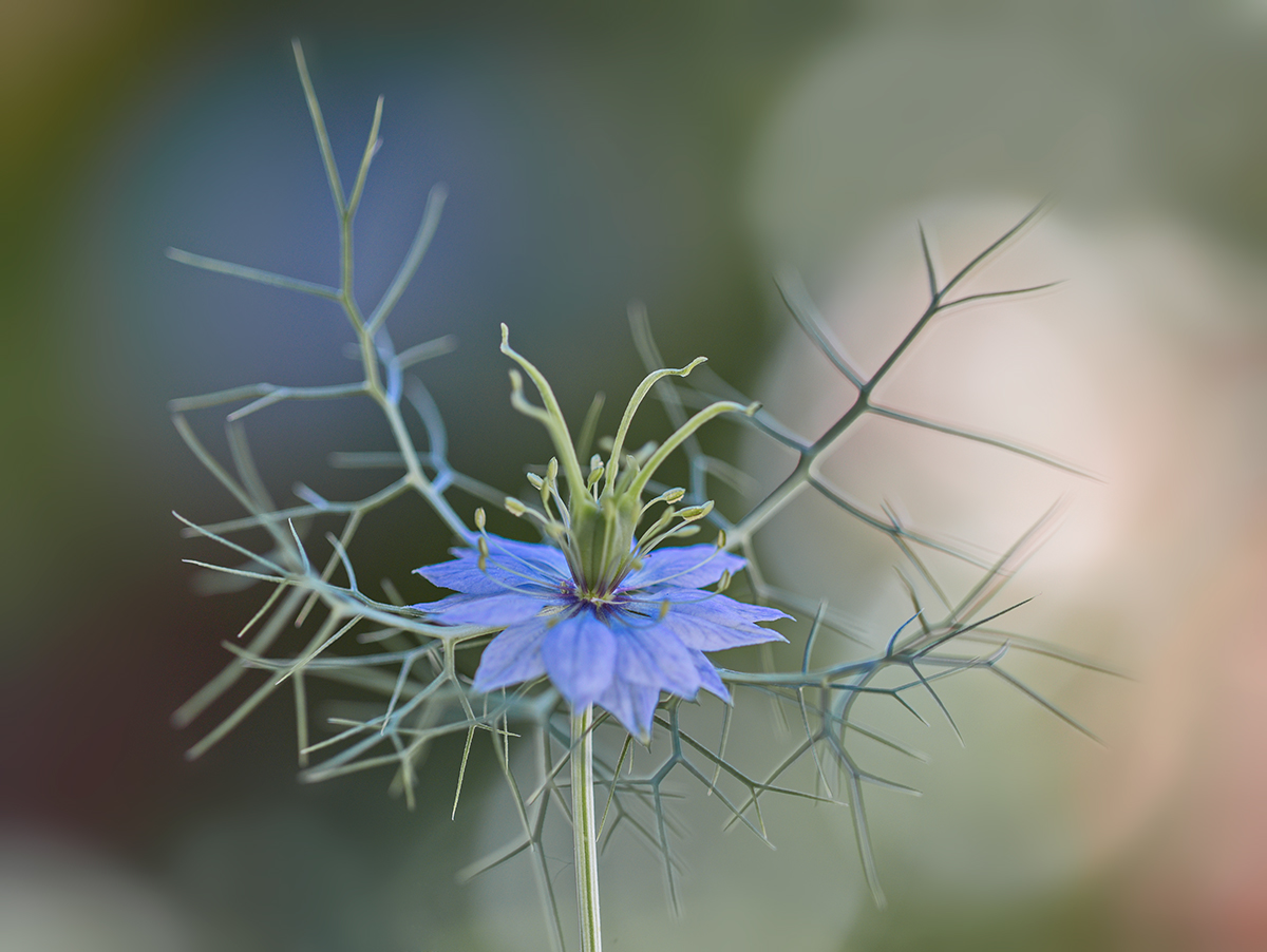 Jungfer im Grünen (Nigella damascena)