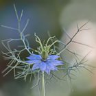 Jungfer im Grünen (Nigella damascena)