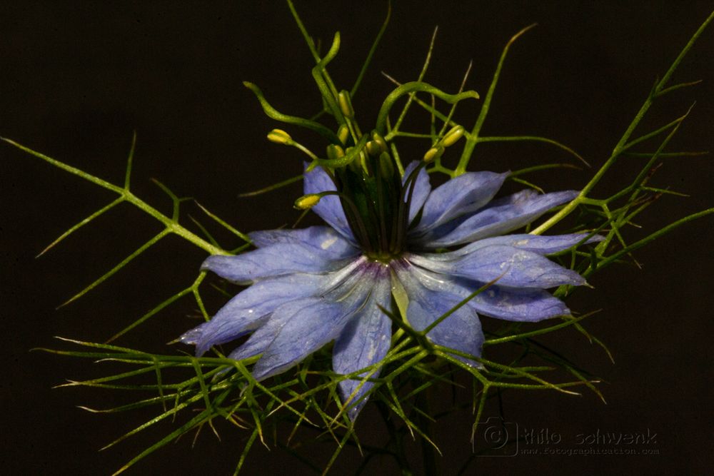 Jungfer im Grünen - nigella damascena