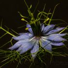 Jungfer im Grünen - nigella damascena