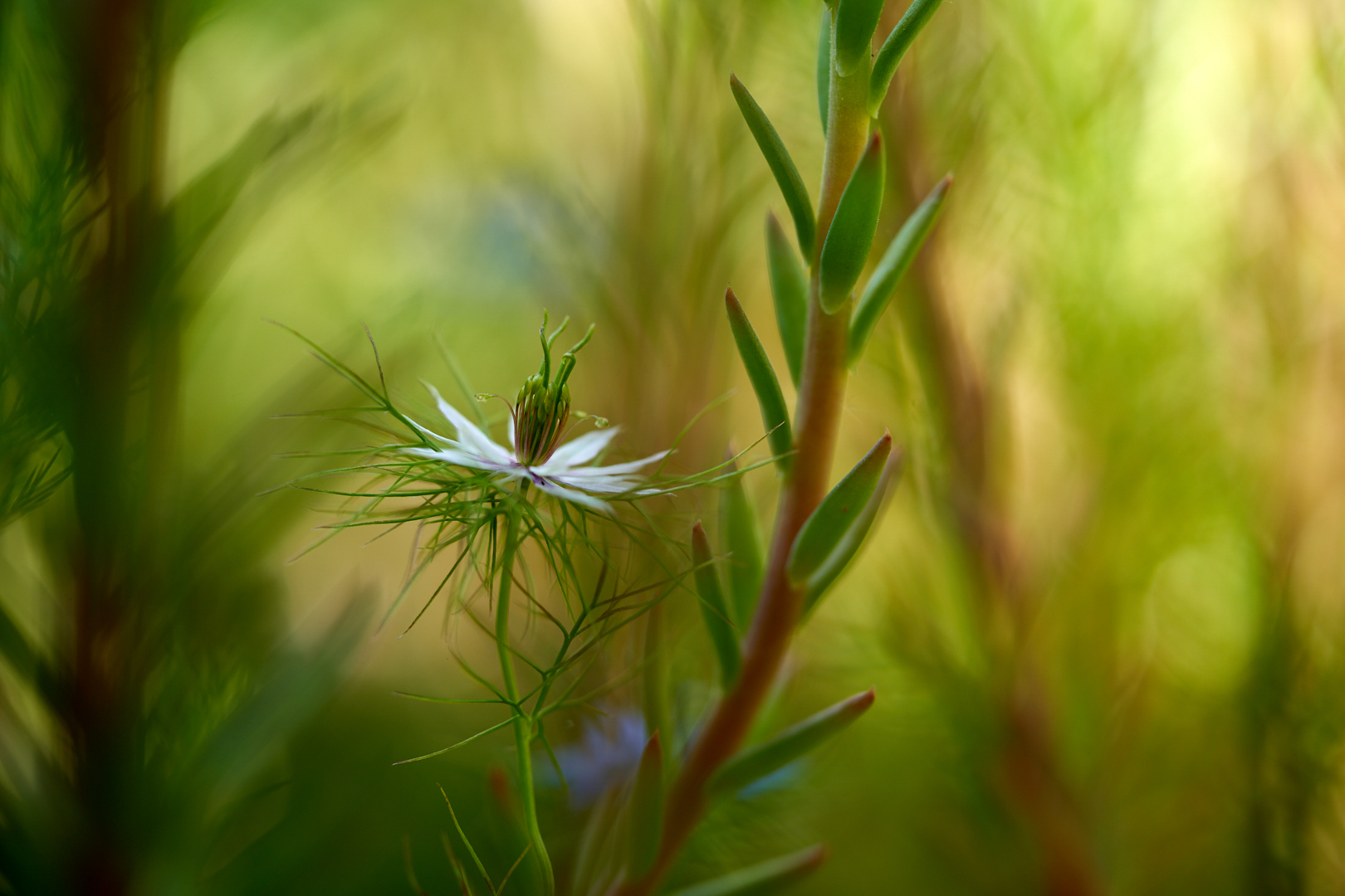 Jungfer im Grünen - Nigella damascena