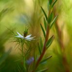 Jungfer im Grünen - Nigella damascena