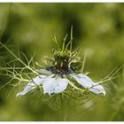 Jungfer im Grünen (Nigella damascena)