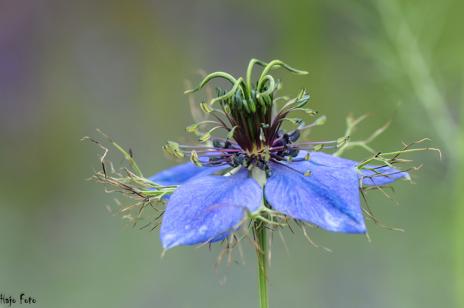 Jungfer im Grünen (Nigella damascena) Foto & Bild pflanzen, pilze