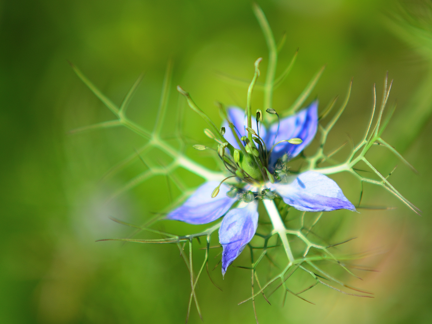 Jungfer im Grünen (Nigella damascena), 