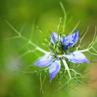 Jungfer im Grünen (Nigella damascena), 