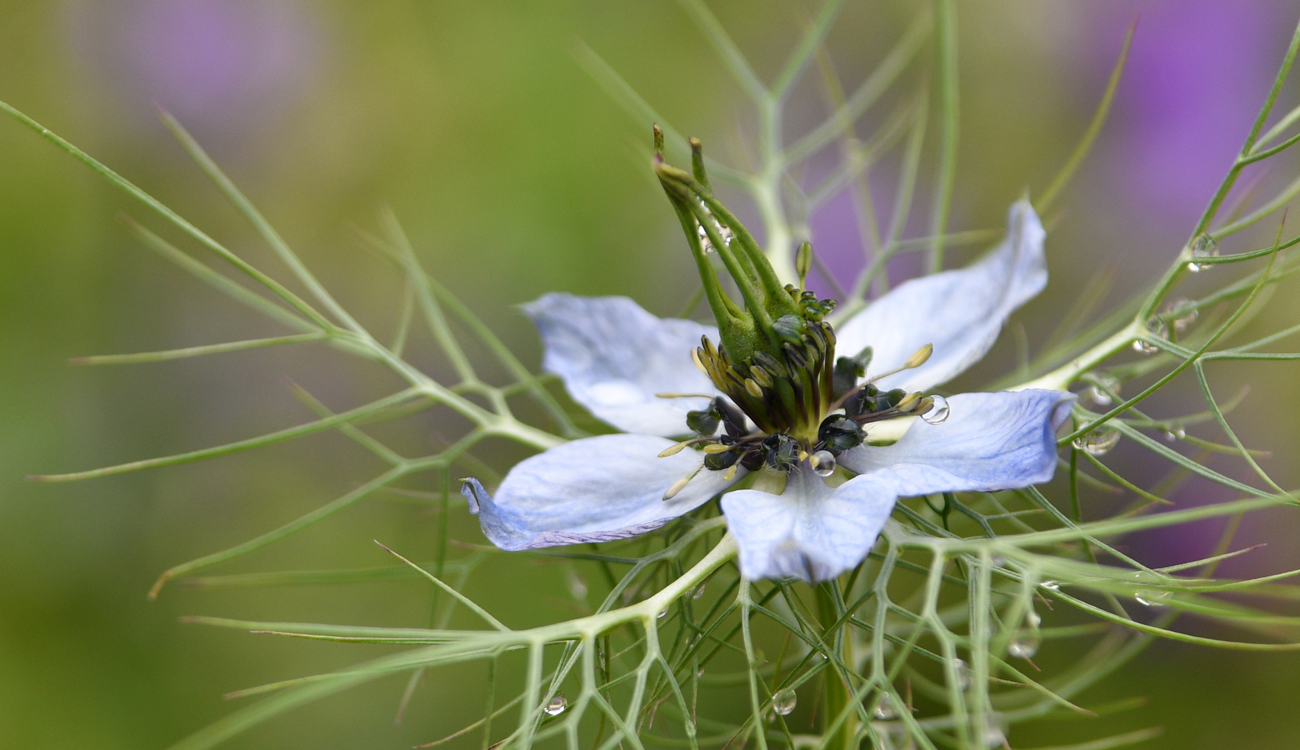 Jungfer im Grünen (Nigella damascena)