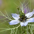 Jungfer im Grünen (Nigella damascena)