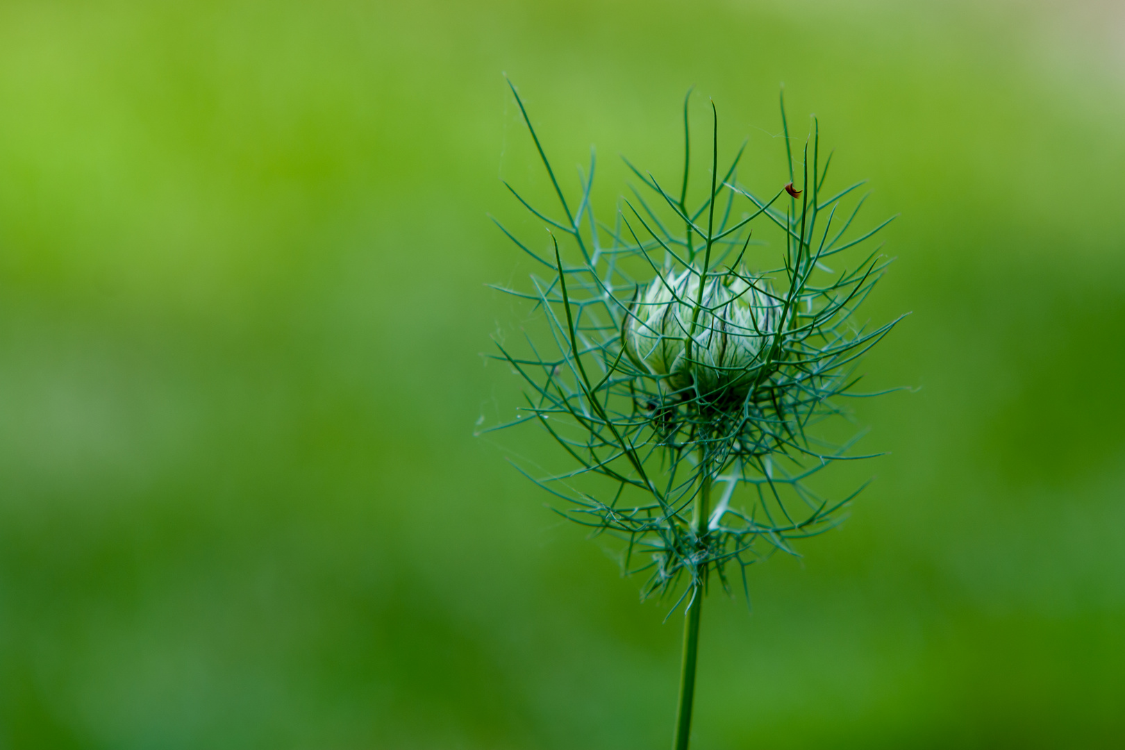 Jungfer im Grünen (Nigella damascena) Foto & Bild natur, blumen