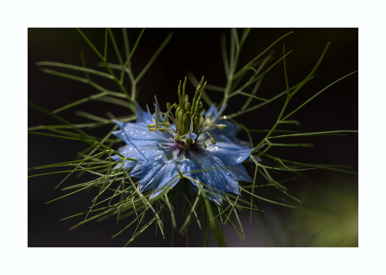 Jungfer im Grünen (Nigella damascena)