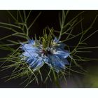 Jungfer im Grünen (Nigella damascena)