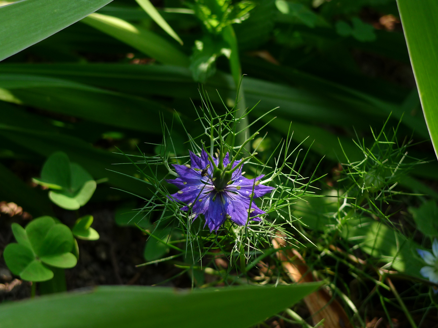 Jungfer im Grünen (Nigella damascena)