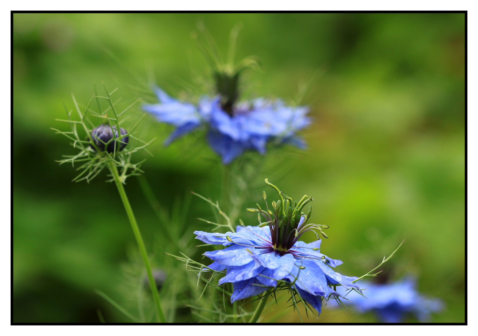 Jungfer im Grünen (Nigella damascena)