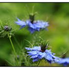 Jungfer im Grünen (Nigella damascena)