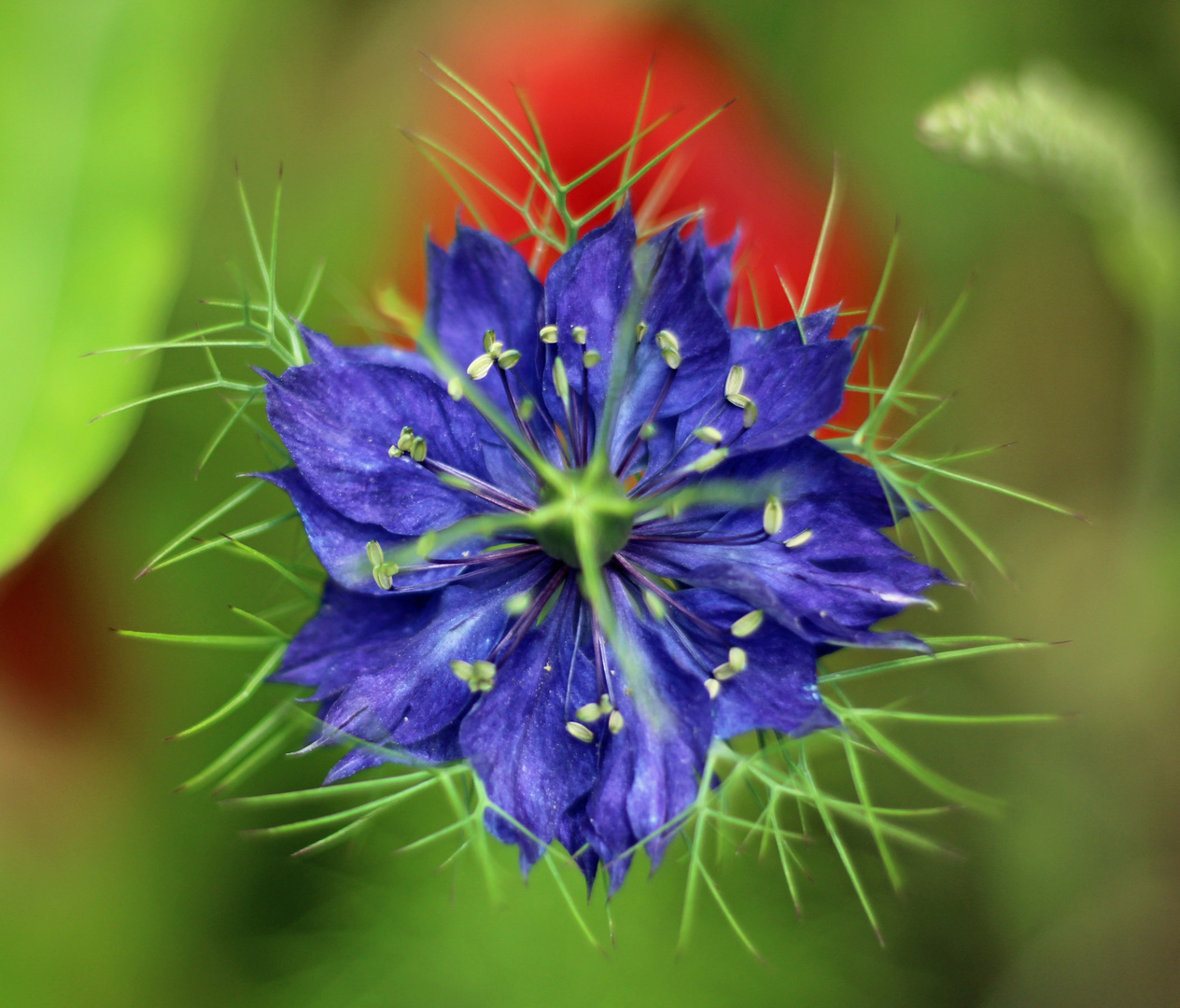 Jungfer im Grünen (Nigella damascena)