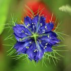 Jungfer im Grünen (Nigella damascena)