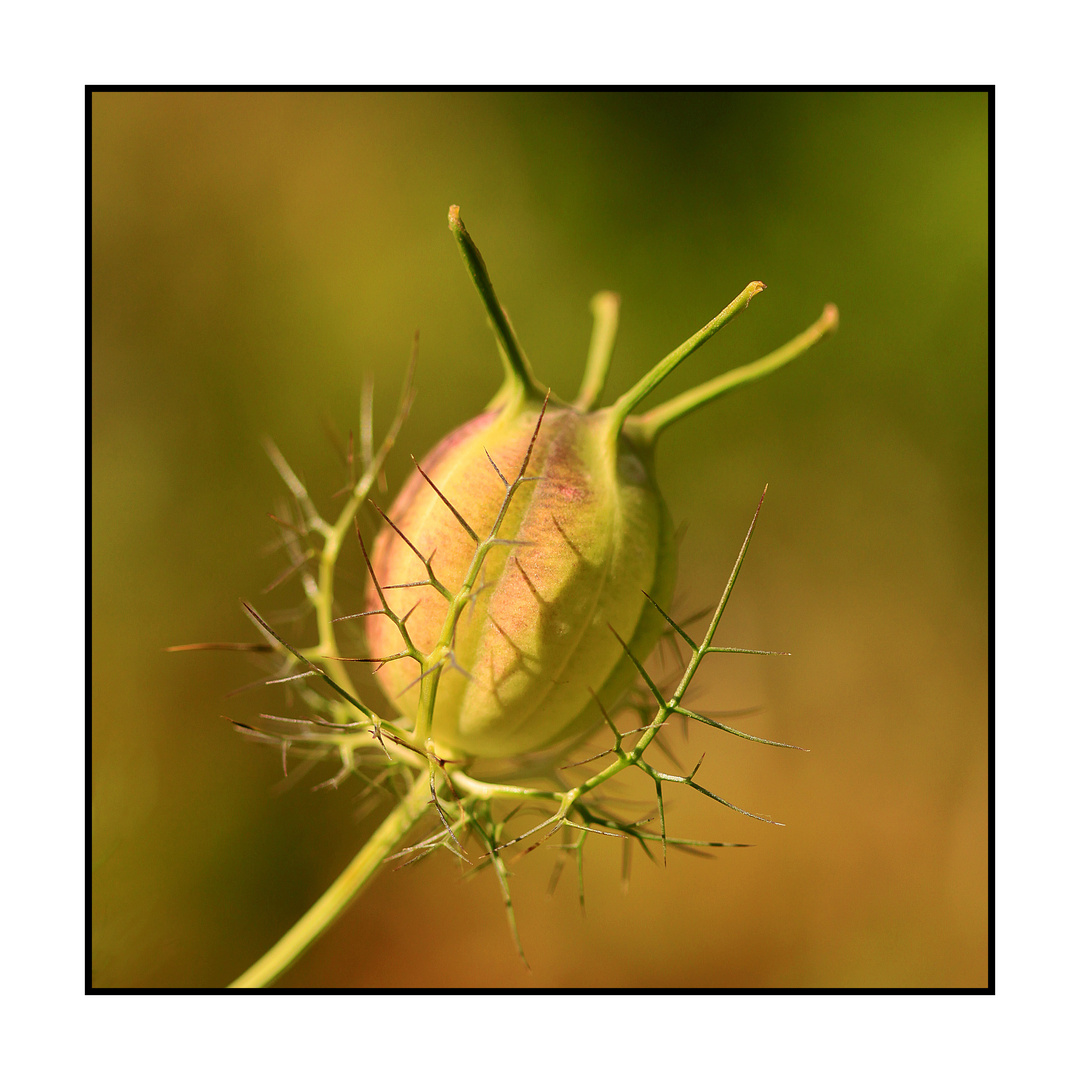 Jungfer im Grünen (Nigella damascena) - farbig