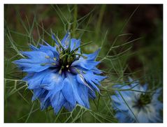 Jungfer im Grünen - Nigella damascena II.  - diesmal in blau