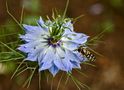 Jungfer im Grünen (Nigella damascena) mit Schwebfliege als Gast by Uwe Vollmann