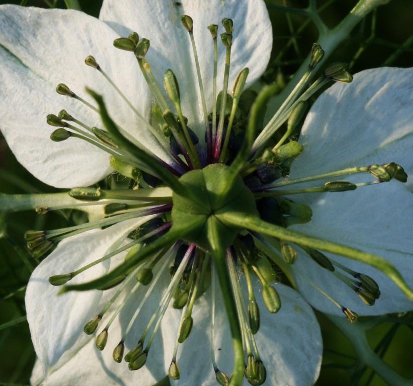 Jungfer im Grünen (Nigella)