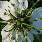 Jungfer im Grünen (Nigella)