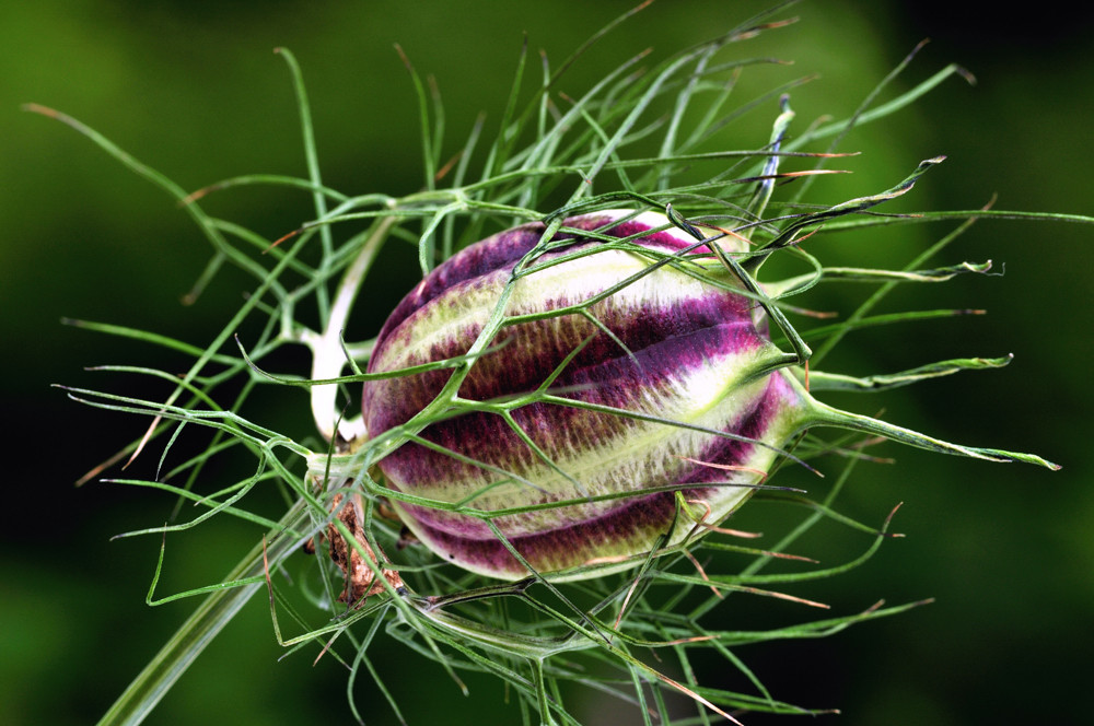 Jungfer im Grünen Samenknospe