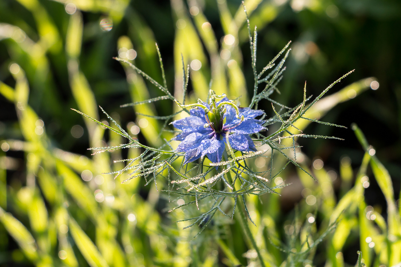 Jungfer im Morgentau