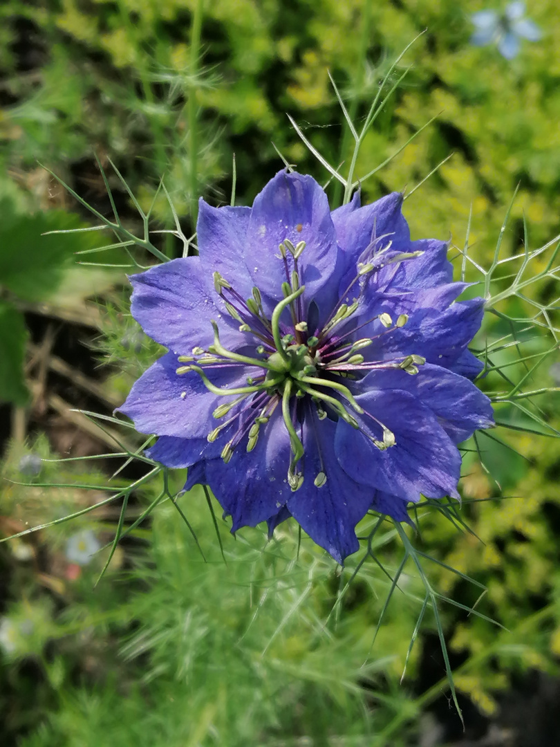  Jungfer in Blau 