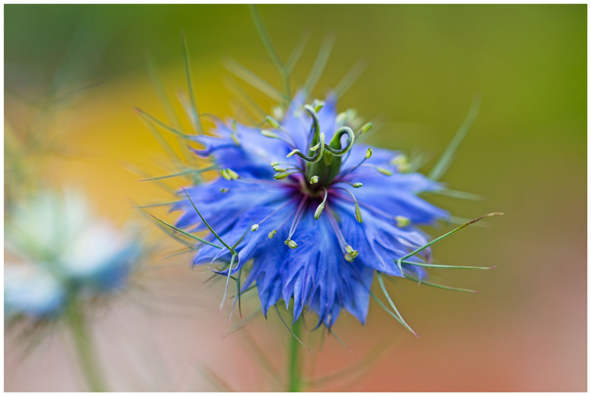 Jungfer in Blau