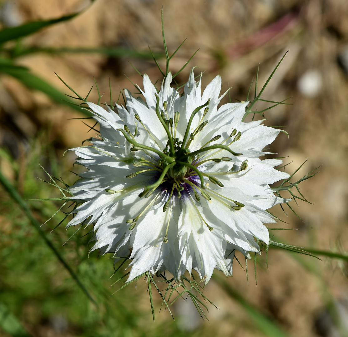 Jungfer in weiss