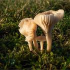 Jungfern-Ellerlinge auch Weiße Wiesenellerlinge vom warmen Sonnenlicht geküßt.....