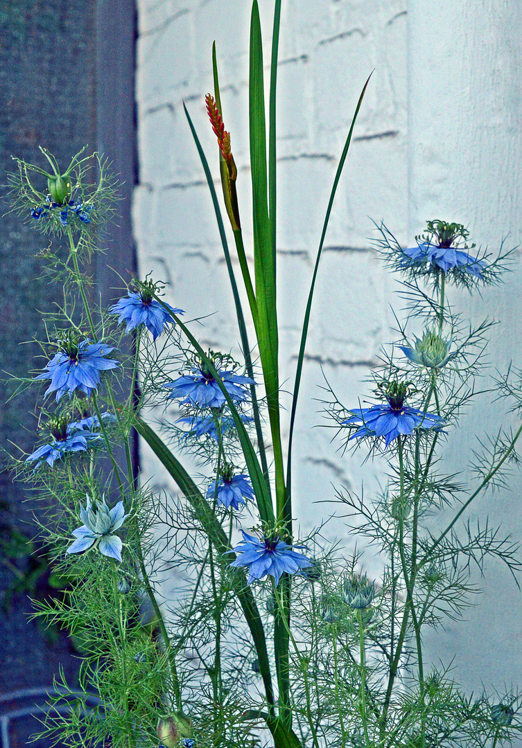 jungfern im grünen mit fremdgänger ;-))