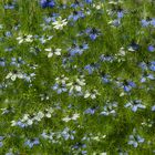 Jungfern in Blau und Weiss