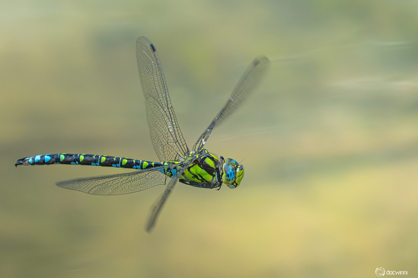 Jungfern Vorbeiflug