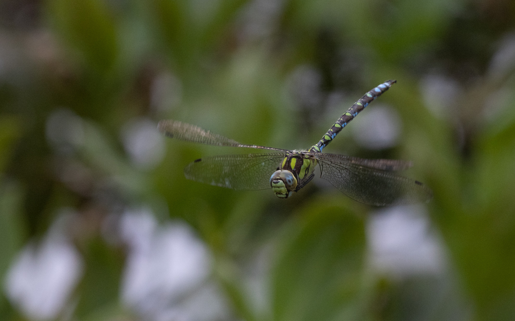 jungfernflug