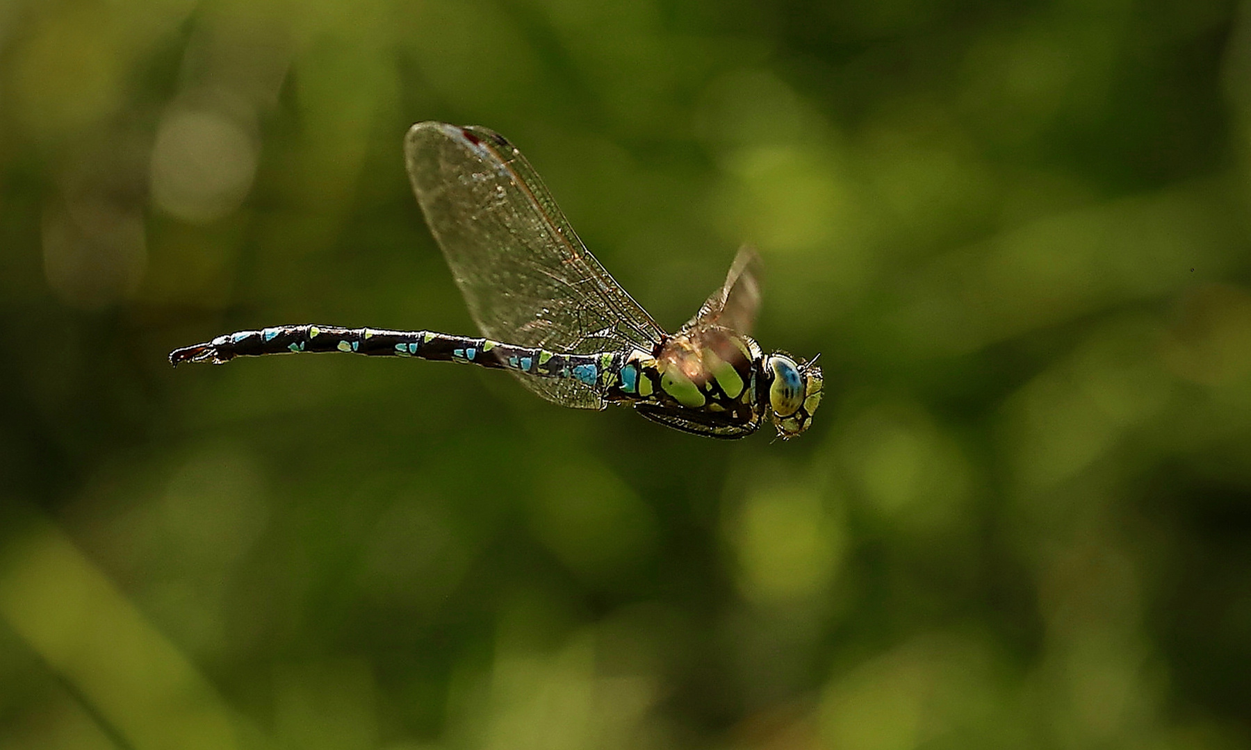 Jungfernflug