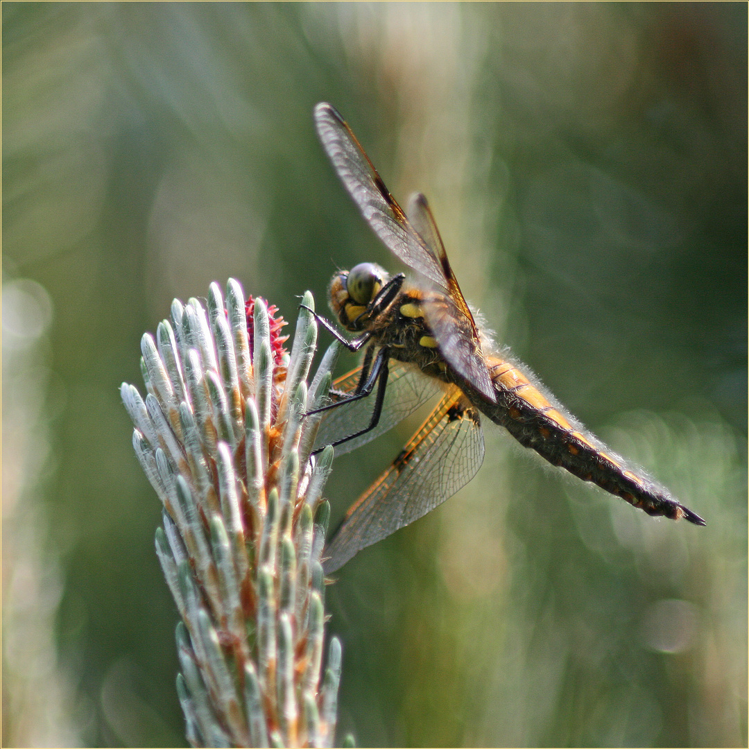 Jungfernflug