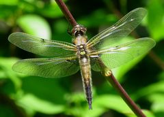 Jungfernflug eines Vierfleck (Libellula quadrimaculata)