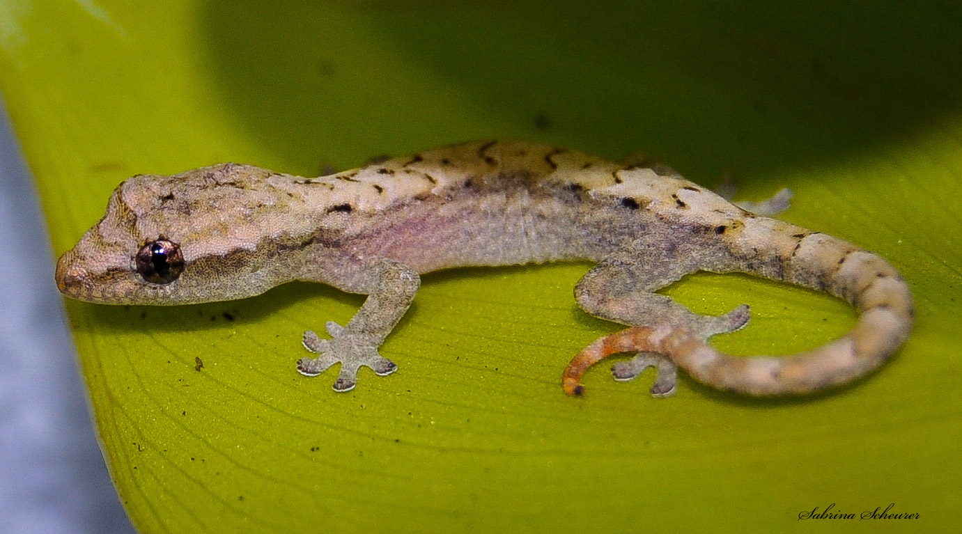 Jungferngecko