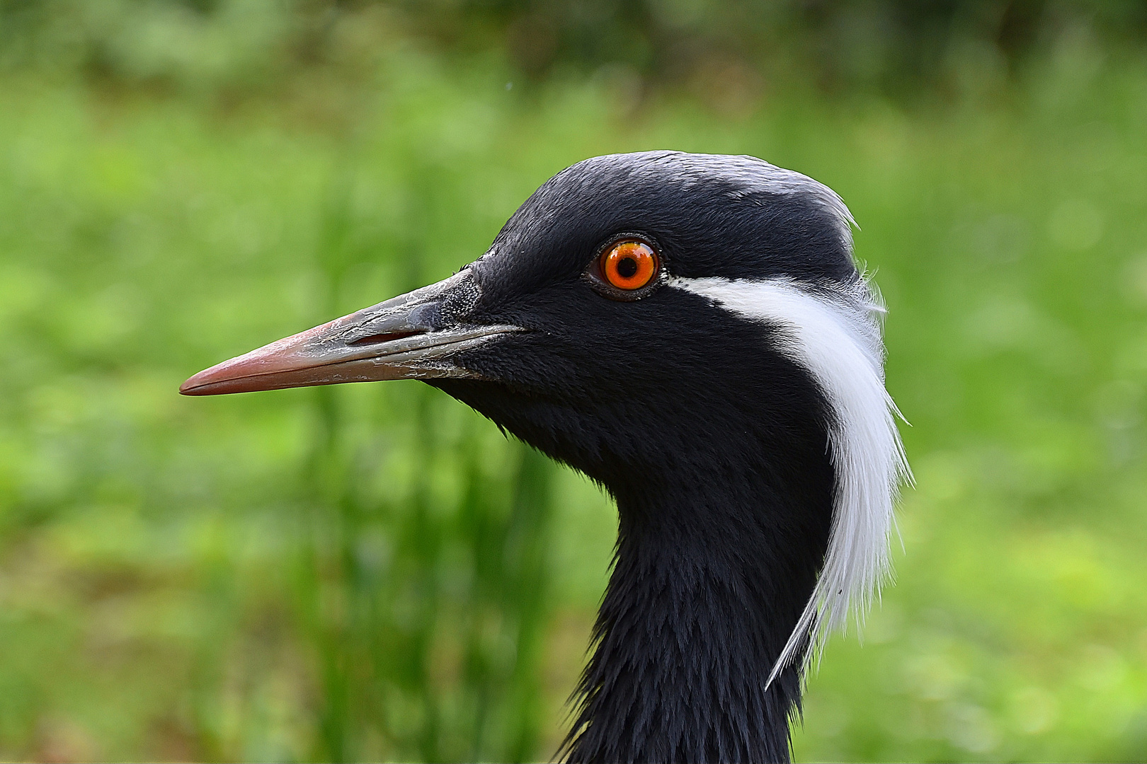 Jungfernkranich (Anthropoides virgo)