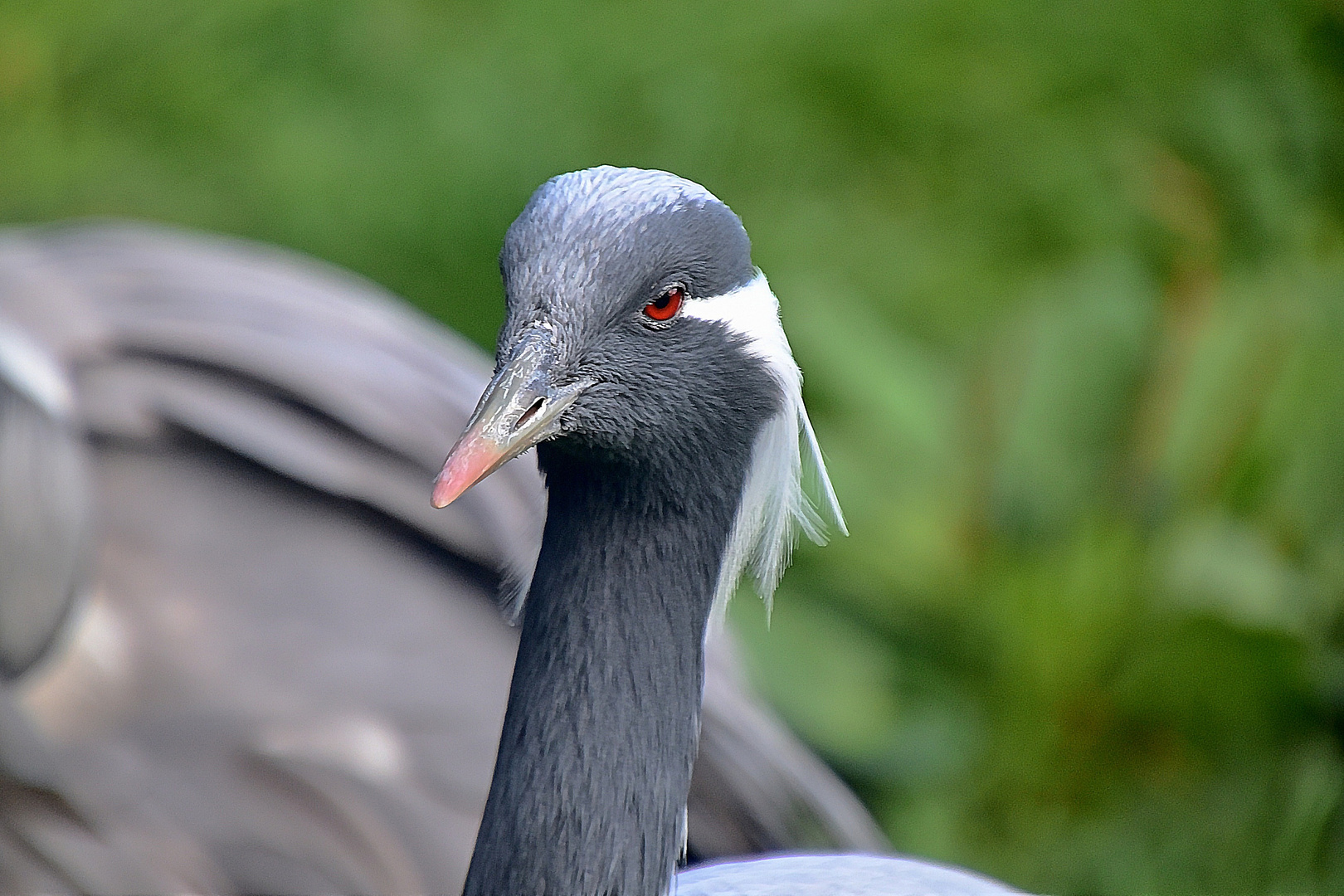 Jungfernkranich (Anthropoides virgo)