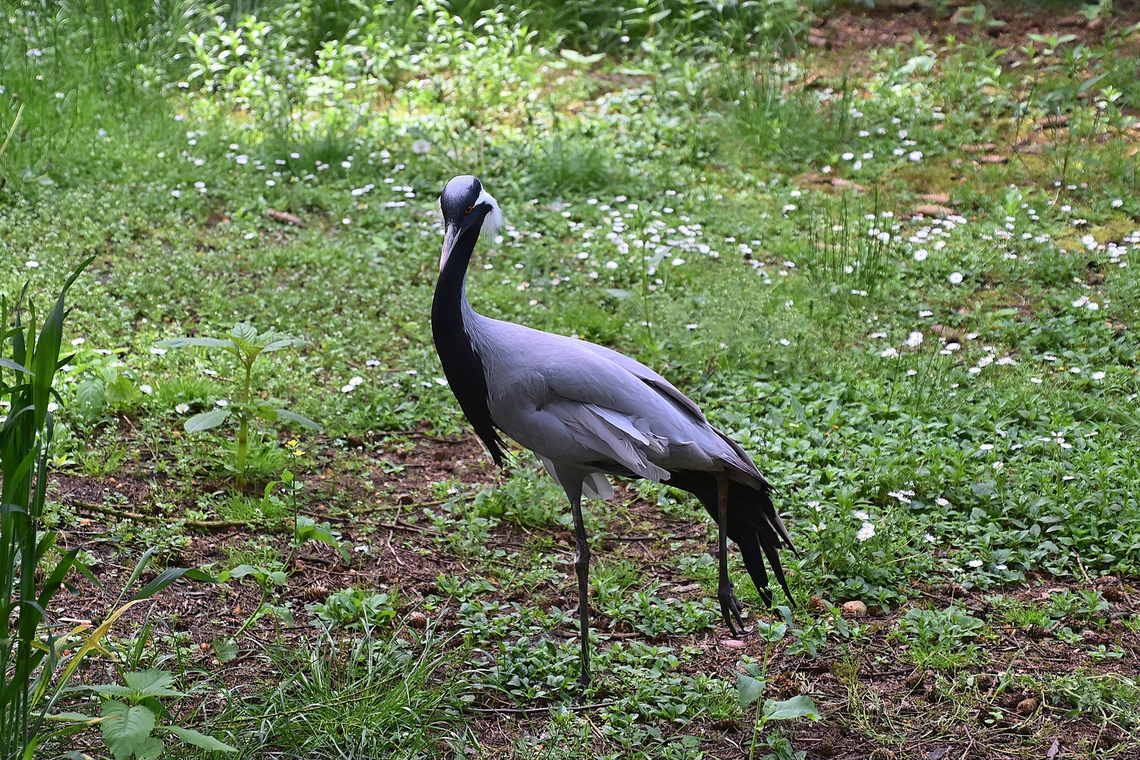 Jungfernkranich (Anthropoides virgo)