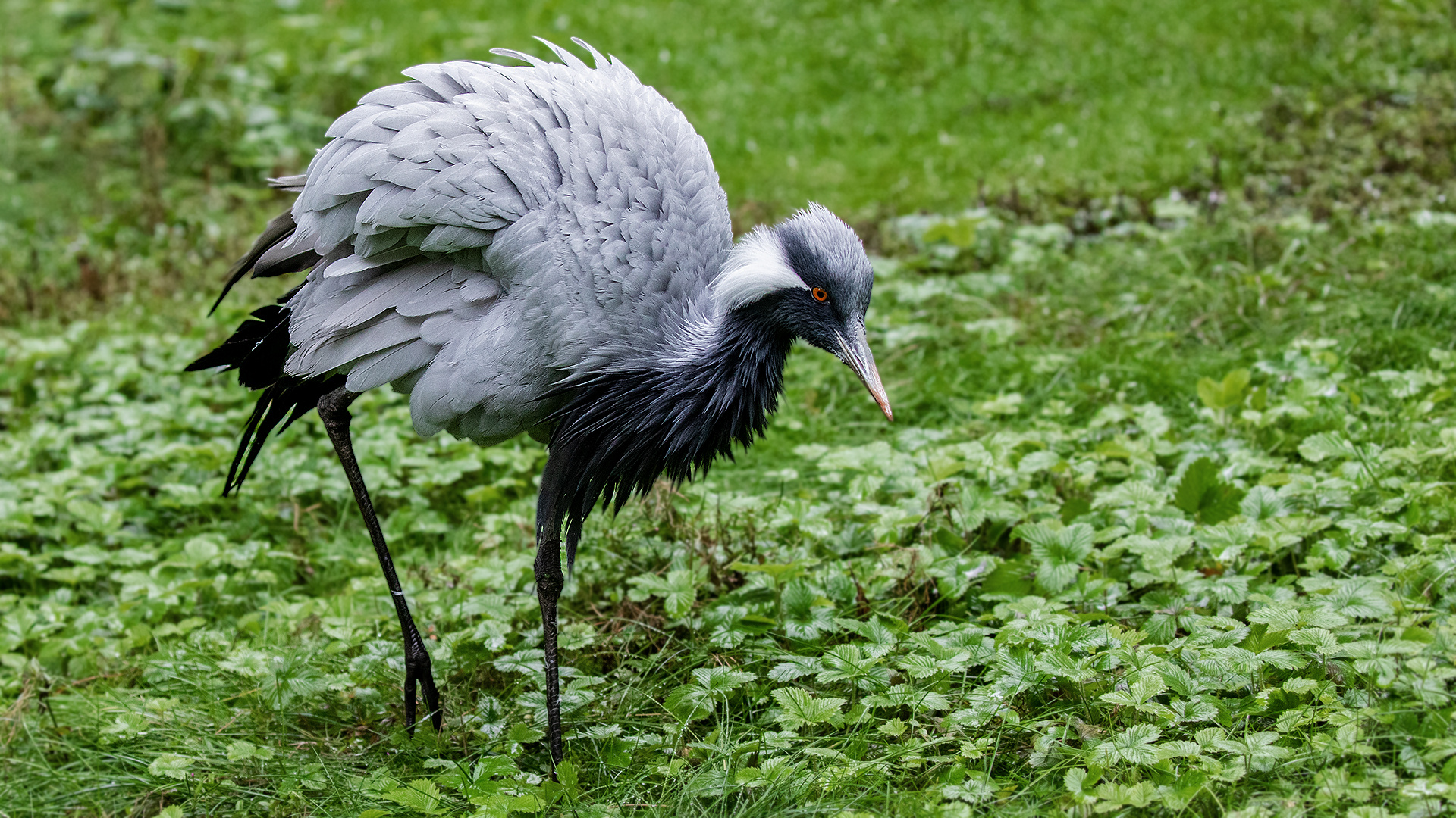 Jungfernkranich 