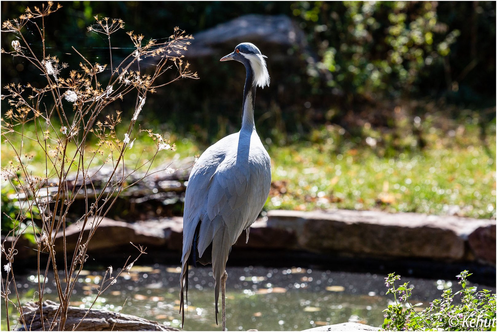 Jungfernkranich im Zoo Magdeburg