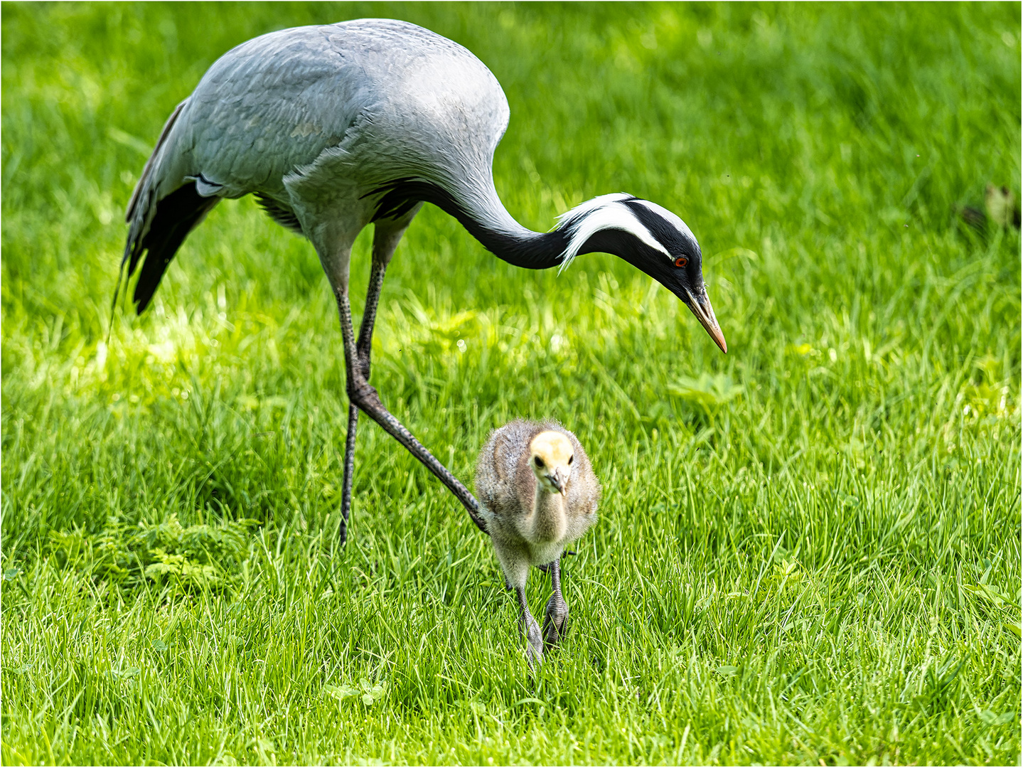 Jungfernkranich mit Küken