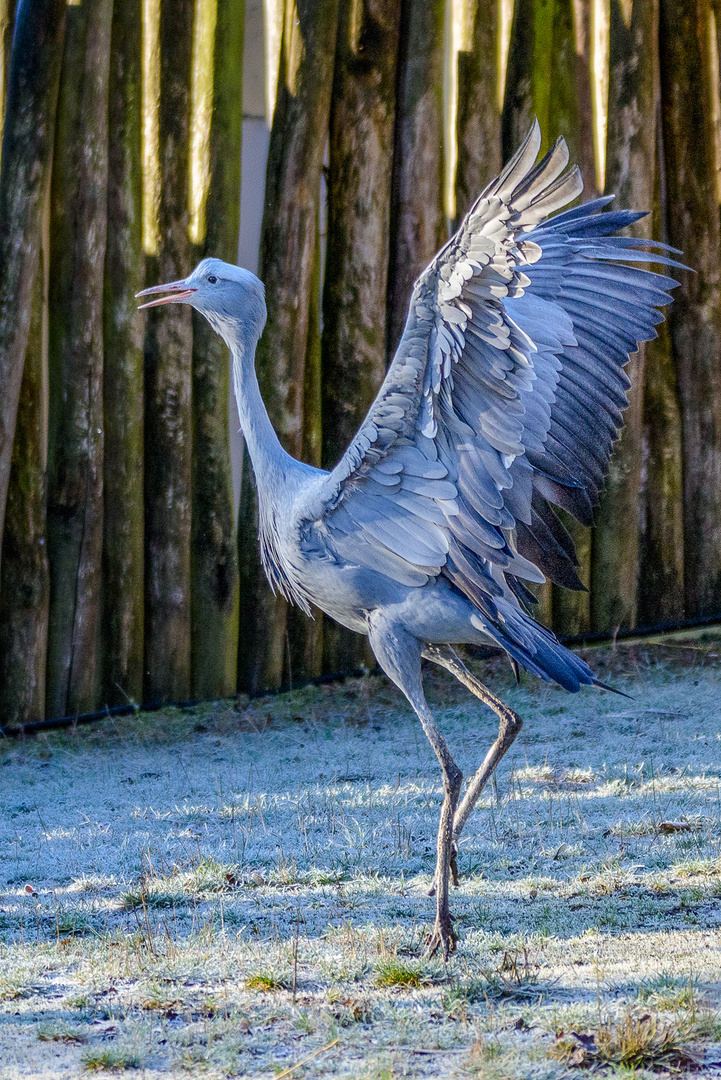 Jungfernkranich „tanzt Flamingo“