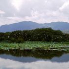 Jungfernkraniche am Inle See