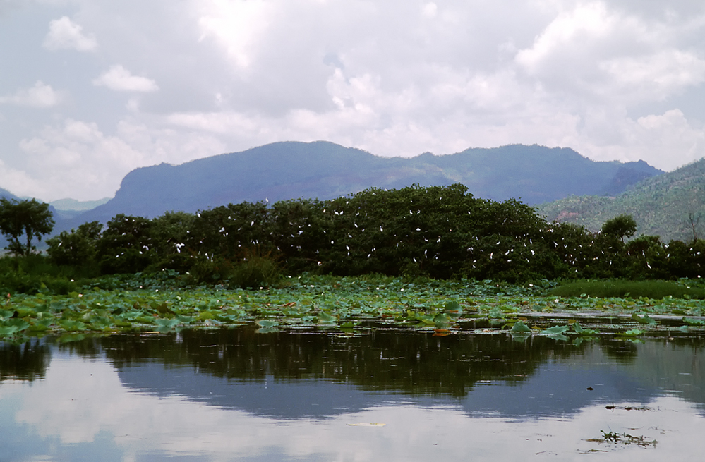 Jungfernkraniche am Inle See