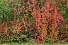 Jungfernreben – Blätterbunt 07