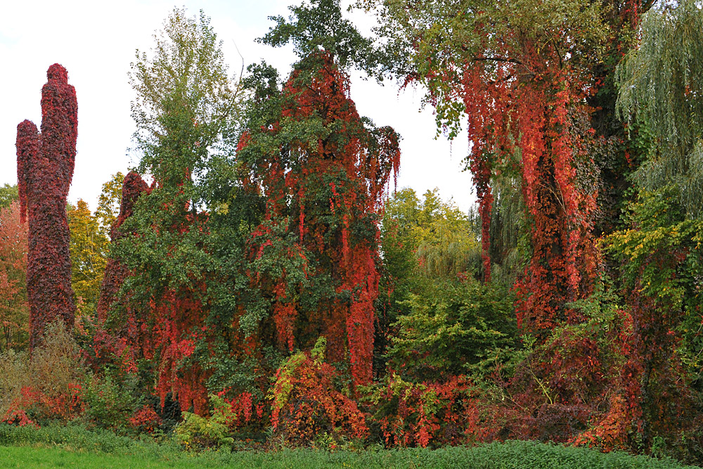 Jungfernreben-Blätterbunt: Der Herbst ist da 01